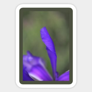 Iris Purple Long Petal Sticker